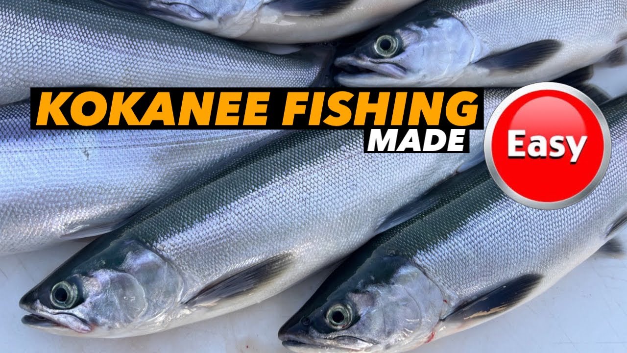 Kokanee Salmon Fishing: Beginners START HERE!