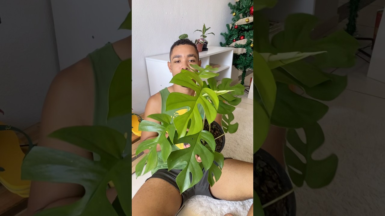 Replante de Philodendron M&iacute;nima 🪴#plants #philodendron #philodendronminima