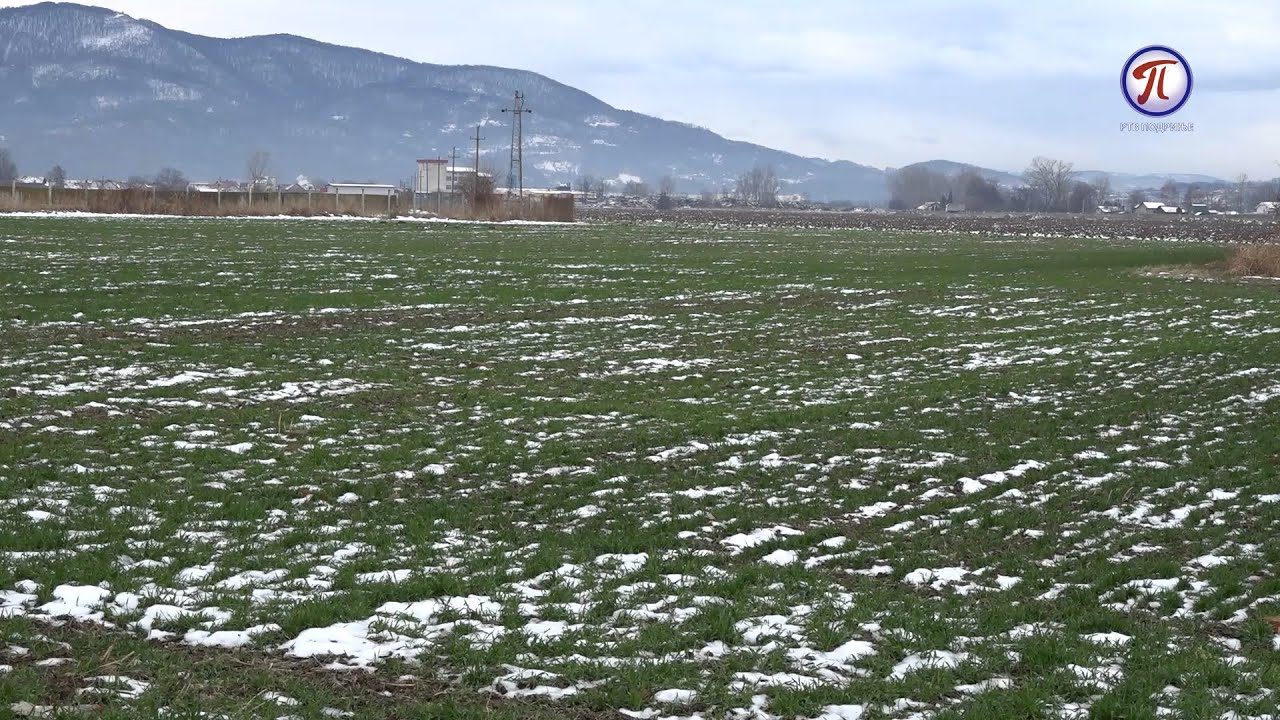 Visoke cene azotnih đubriva, proizvođače dovodi u dilemu da li i kako prihraniti pšenicu?