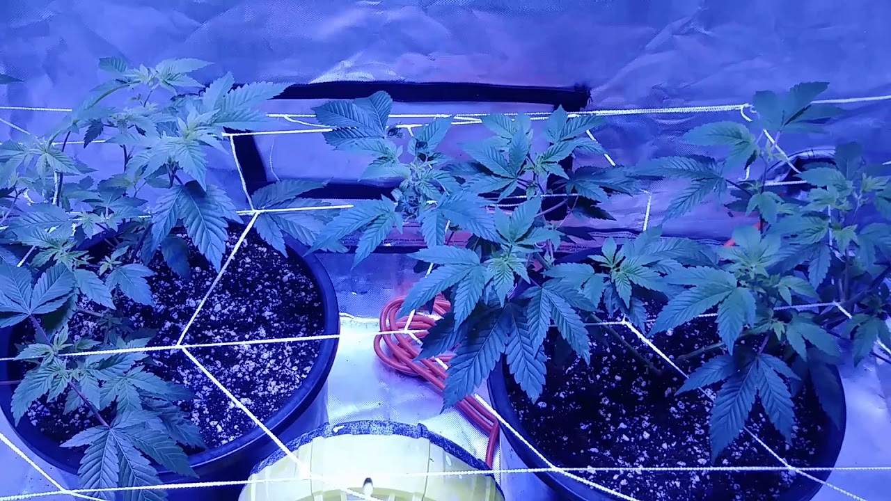 chemdawg veg 2&times;4 tent grow  week 6