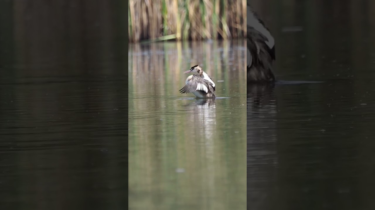 Great crested grebe - Podiceps cristatus #wildlife #shorts #grebe