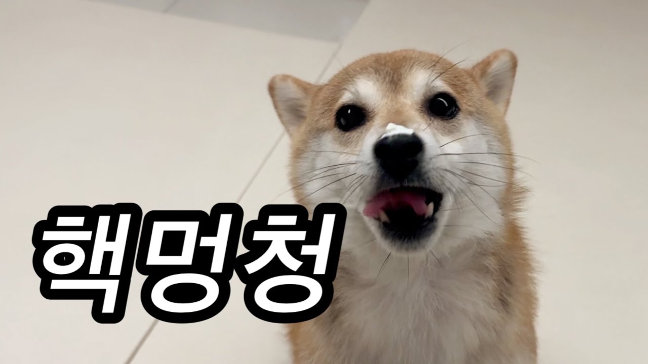 뭉충함으로는 우열을 가릴 수 없는 우리가좍