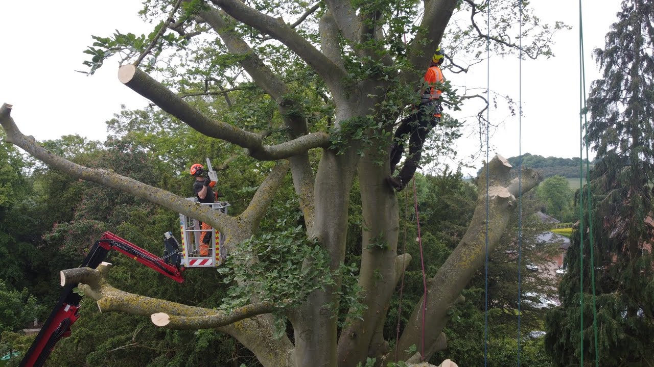 Beech Removal (Brittle Cinder) - Jordan James Arb & Zen Arb