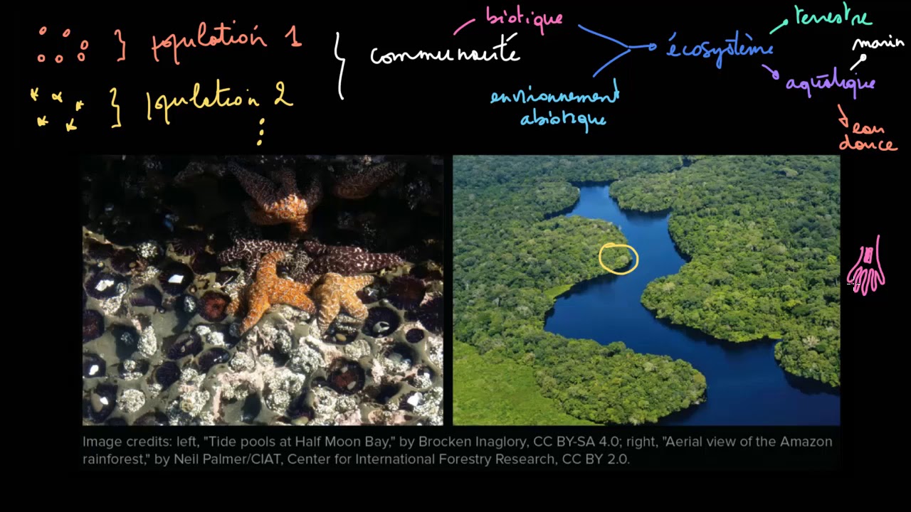 Les écosystèmes et biomes