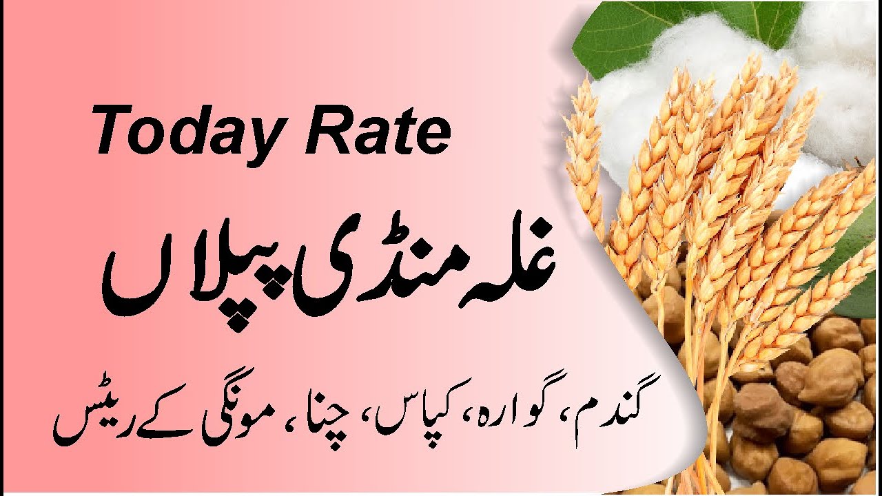 Gala mandi Piplan Punjab Rate today l Mongi, Chana, Guara, wheat price Punjab l Bashir Sandhila