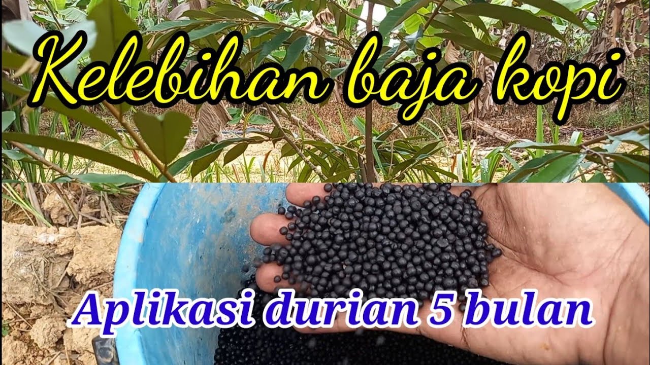 Kelebihan baja kopi kepada tanaman. Aplikasi pokok durian umur 6 bulan
