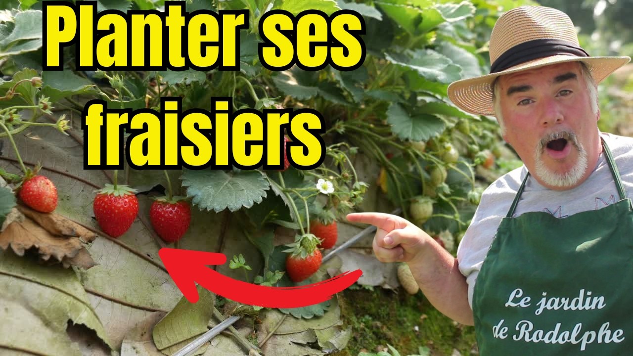 Plante tes fraisiers maintenant pour des fraises dès le printemps prochain !