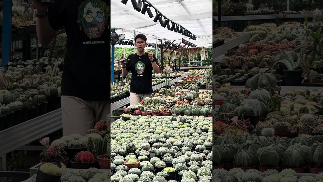 仙人掌黄化的主要原因：潮湿&粉壳虫侵蚀 #cactusgarden #succulent #cactus