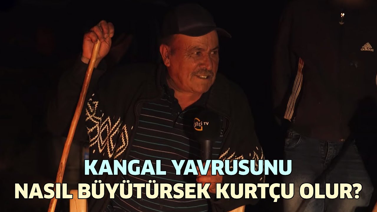 Kangal Yavrusunu Nasıl Büyütürsek Kurtçu Olur? / 