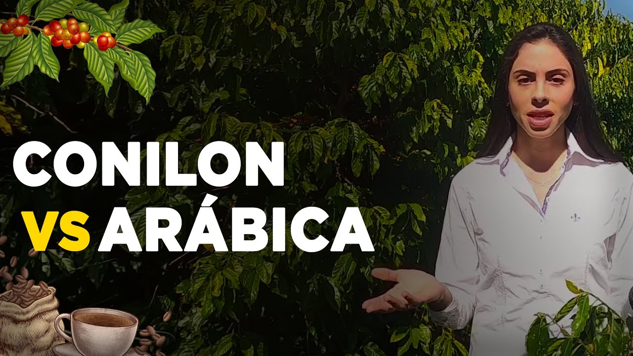 Principais Diferen&ccedil;as Entre o Caf&eacute; Conilon e o Caf&eacute; Ar&aacute;bica