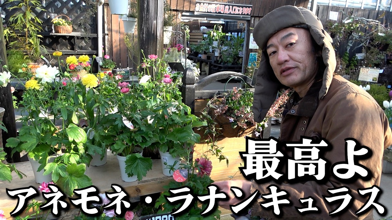 アネモネ・ラナンキュラスはええぞ〜【カーメン君】【園芸】【ガーデニング】