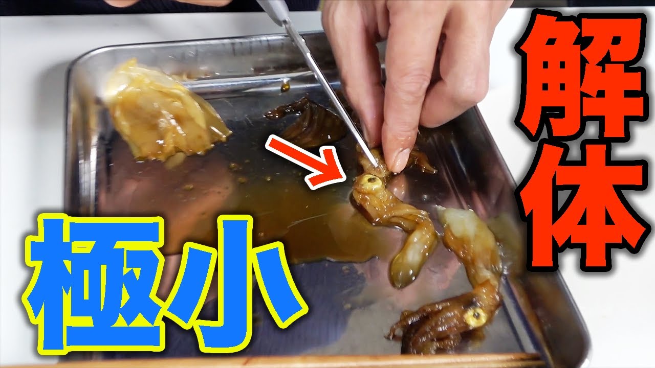 初めて食べるヒイカの沖漬けが想像以上の美味しさだった！！