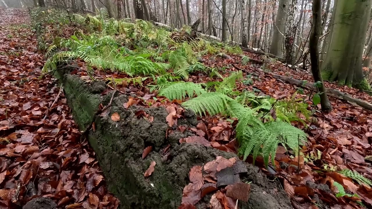 Late autumn walk at the Buchenkopf