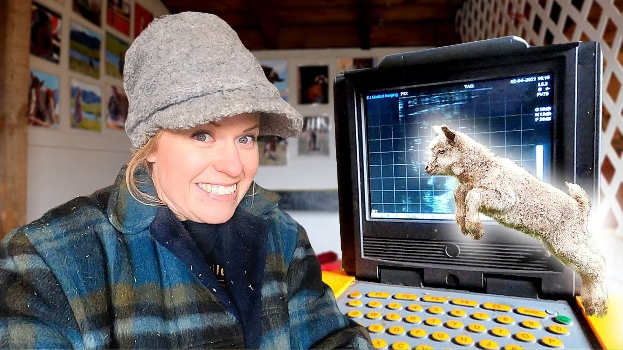 Goat Ultrasound: how much does it cost?? (and look at those ribs and spine!)