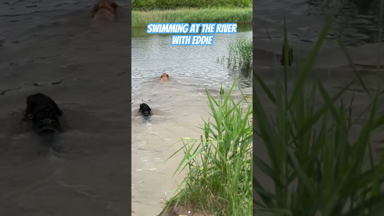 Fetching balls at the river | Musashi the fox red Labrador 
