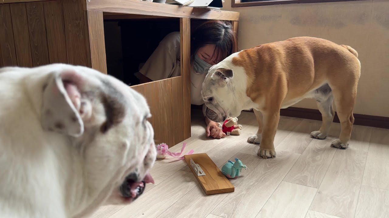 【神回】ママと妹犬に自分の部屋を壊されて立ち直れなくなったブルドッグのぶるまる…