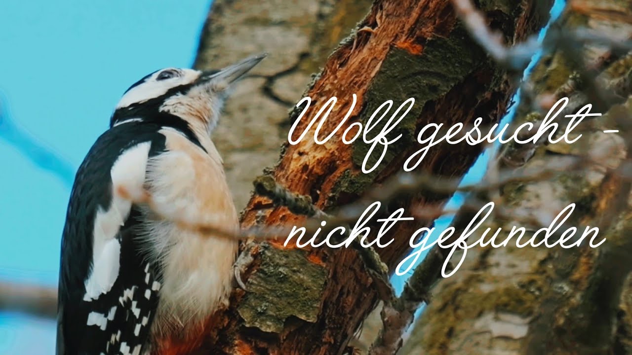 Wolf gesucht - nicht gefunden 