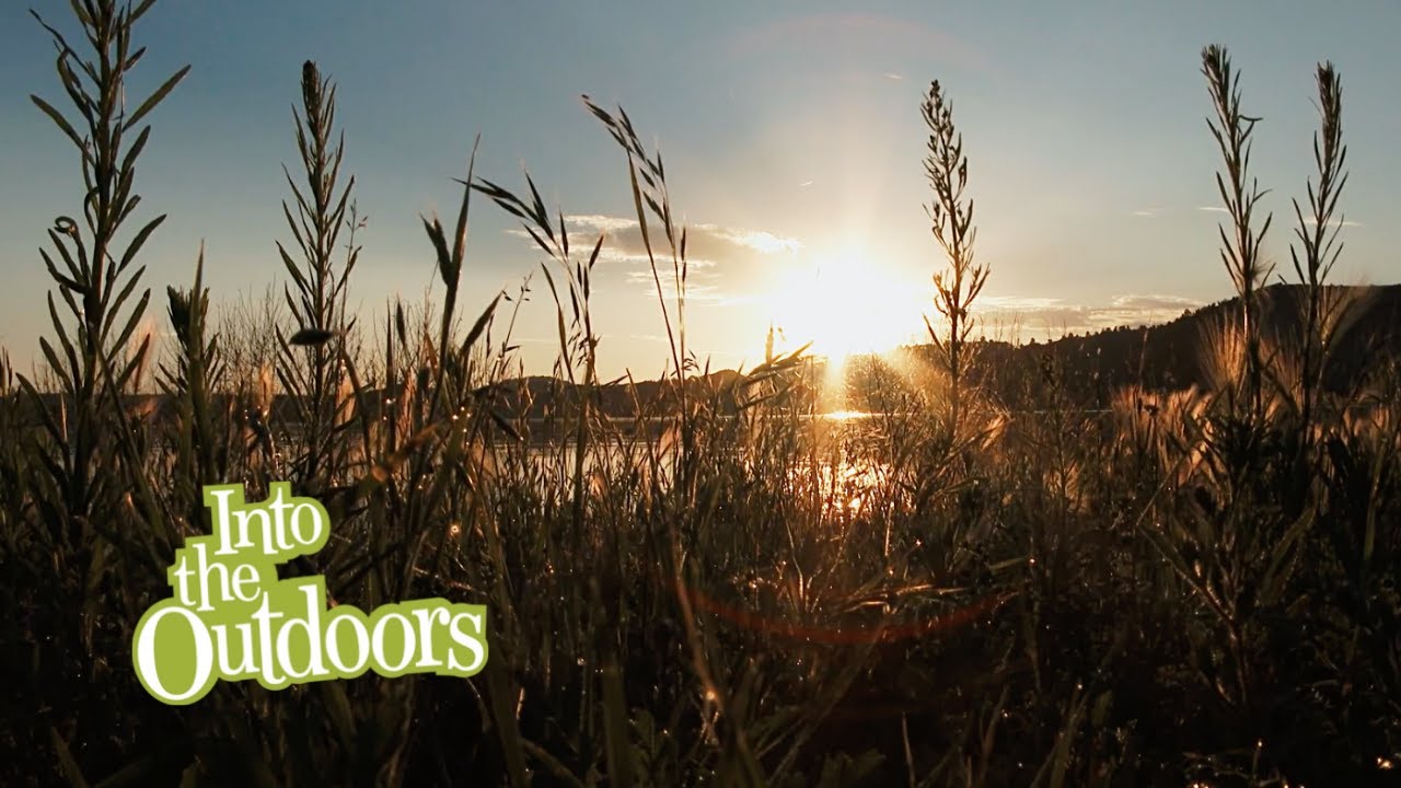 Why Wetlands Are Important