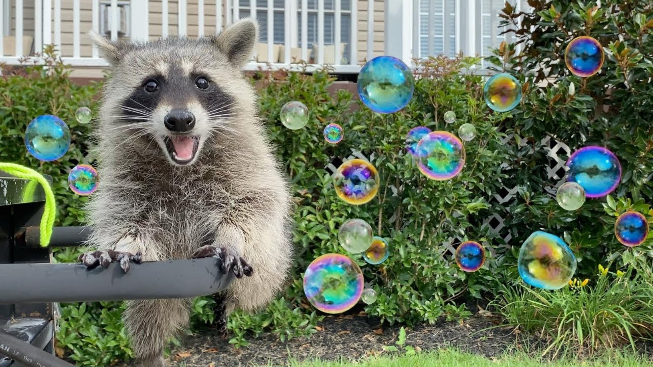Raccoons See Bubbles for the First Time!