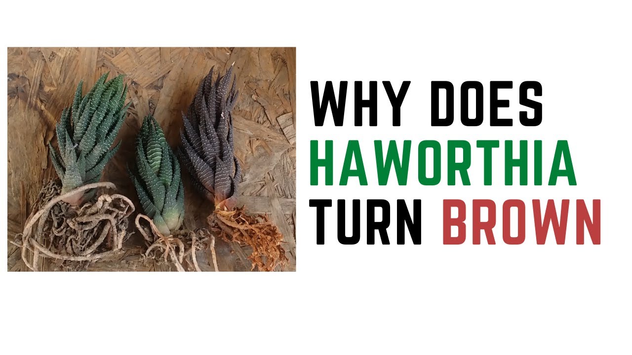 || WHY DOES HAWORTHIA TURN BROWN ||