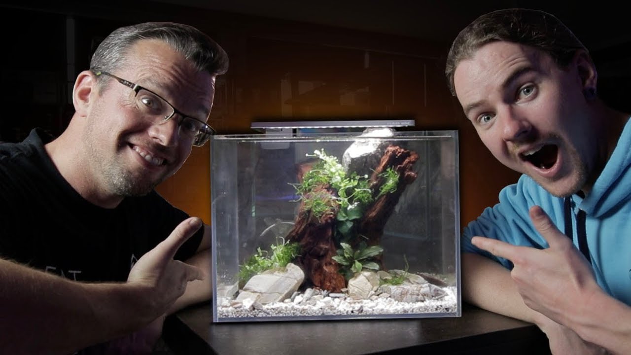 Shrimp Aquascape With George Farmer - Part 1