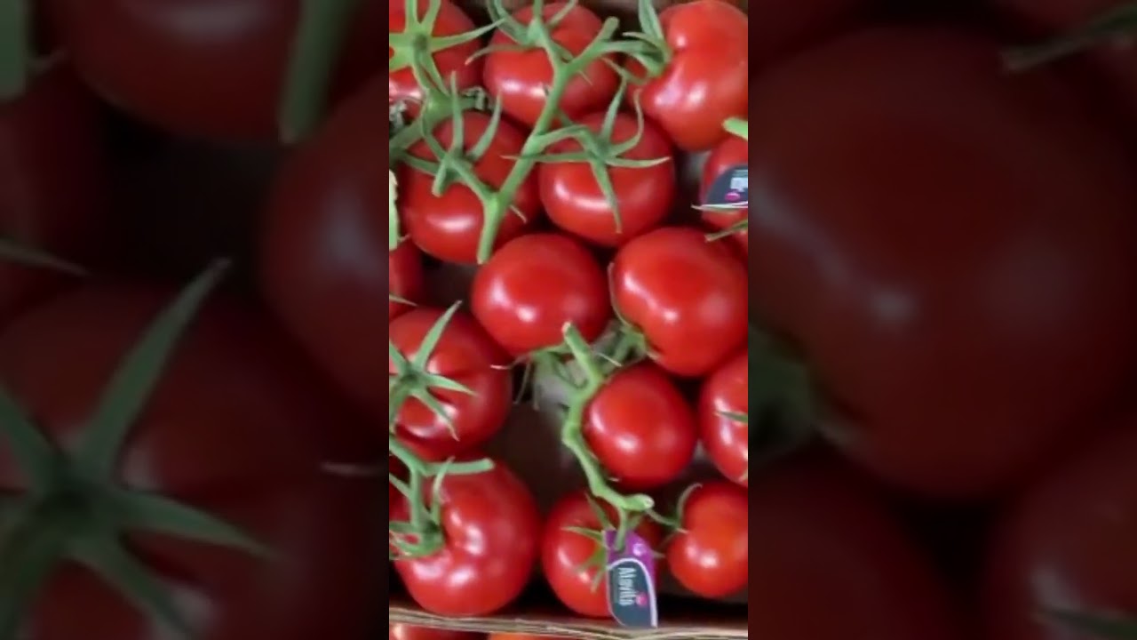 #DubaiTomatoes#ExportToDubai#DubaiMarket#UAEAgriculture#DubaiImports#FreshToDubai #howtoexport #uae