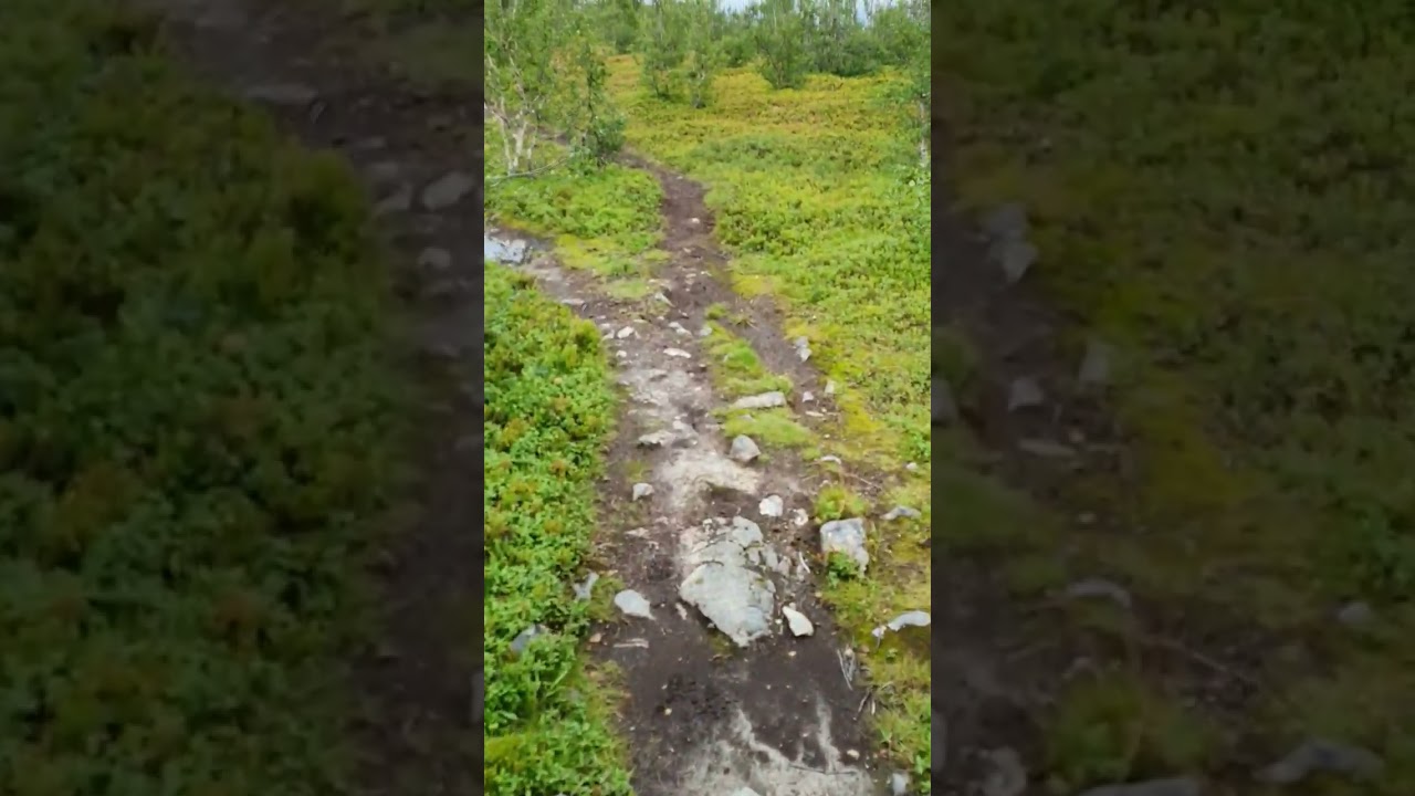 Finding a mushroom in Troms&oslash;, Norway 🇳🇴