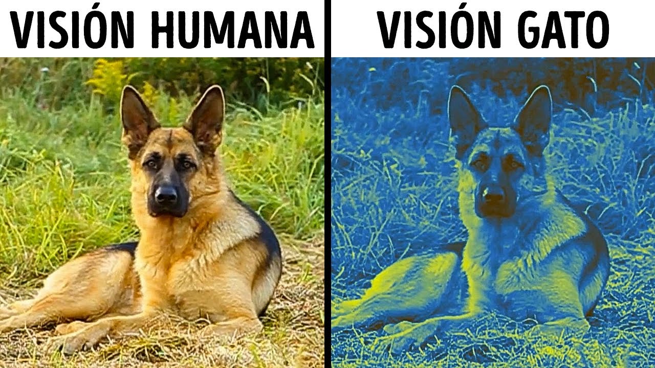 70 datos sobre animales raros que te harán decir 
