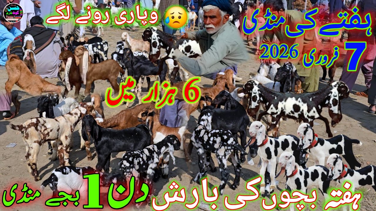 7 February 2026 haftha bakra mandi pakistan دوپہر منڈی کی صورتحال complete information 0313.3502828 
