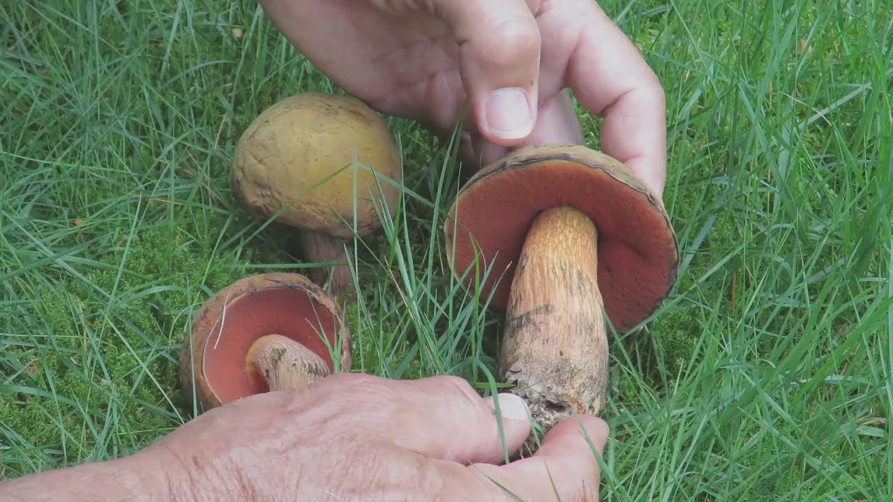 Nonsoloporcini : Boletus luridus