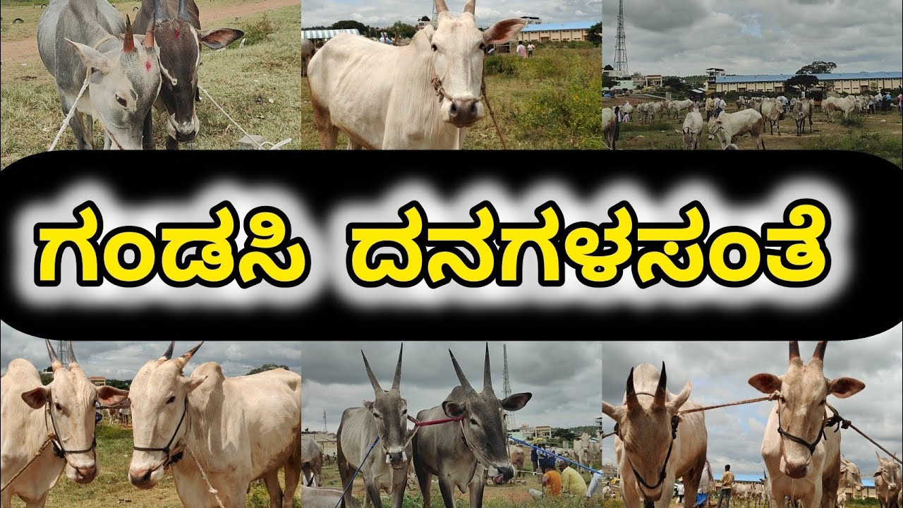 ಗಂಡಸಿ ದನಗಳ ಸಂತೆ | cattle market at Gandasi | Hallikarcows