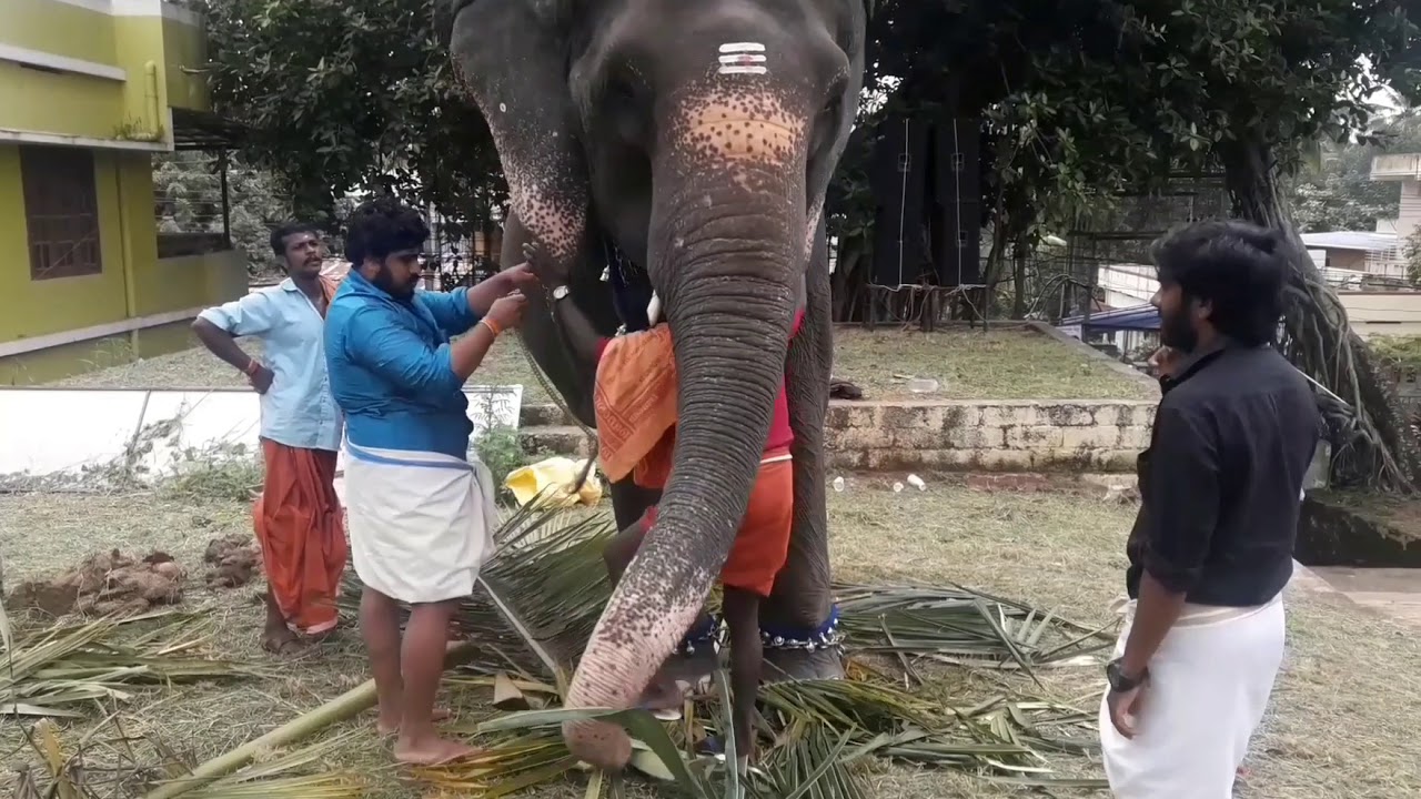 Anayoottu (Festival of feeding elephants )In Chellamangalam Devi Temple  | Kerala Tourism