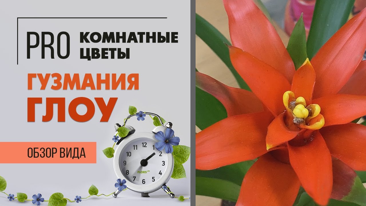 Гузмания Глоу - еще одна прекрасная представительница бромелиевых.