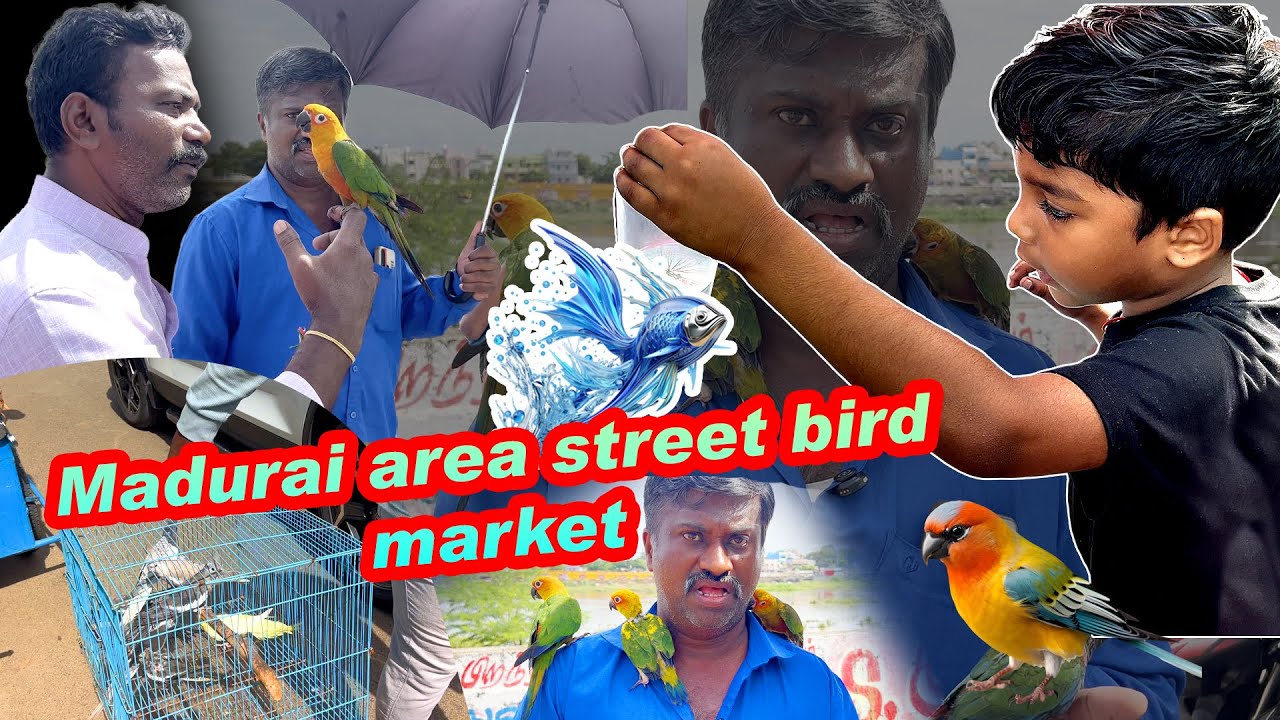 MADURAI PETS MARKET 😍I LOCAL BUSINESS MADURAI I SUNDAY MARKET I Madurai business area episode 1