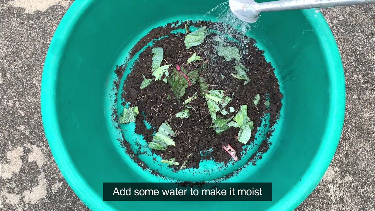 How to make a WORM TRAP with cow dung or food waste