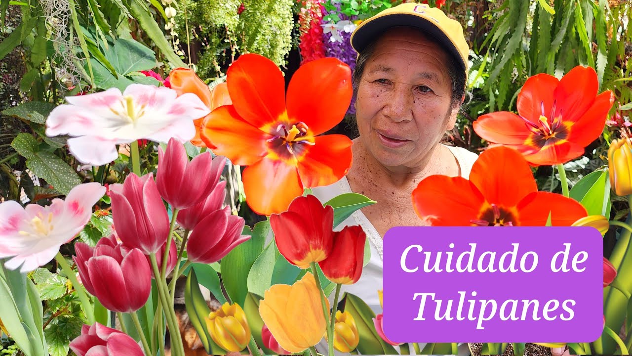 CUIDADOS De Los TULIPANES  🌷 - Como Plantarlos Sustrato y Abono Para Los Tulipanes  🌷