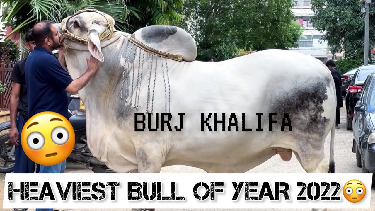 Jahanzeb Bhai k Janwar 🙈🐮
