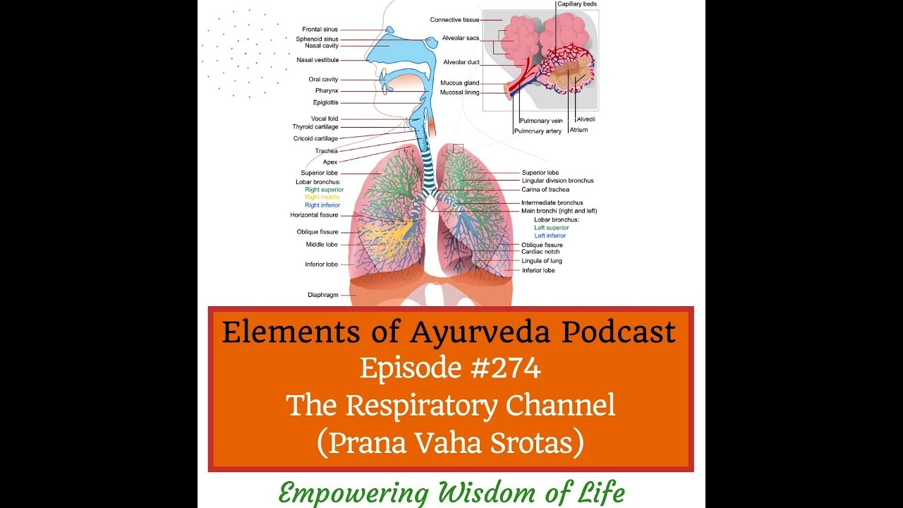 Episode #274 The Respiratory Channel (Prana Vaha Srotas)