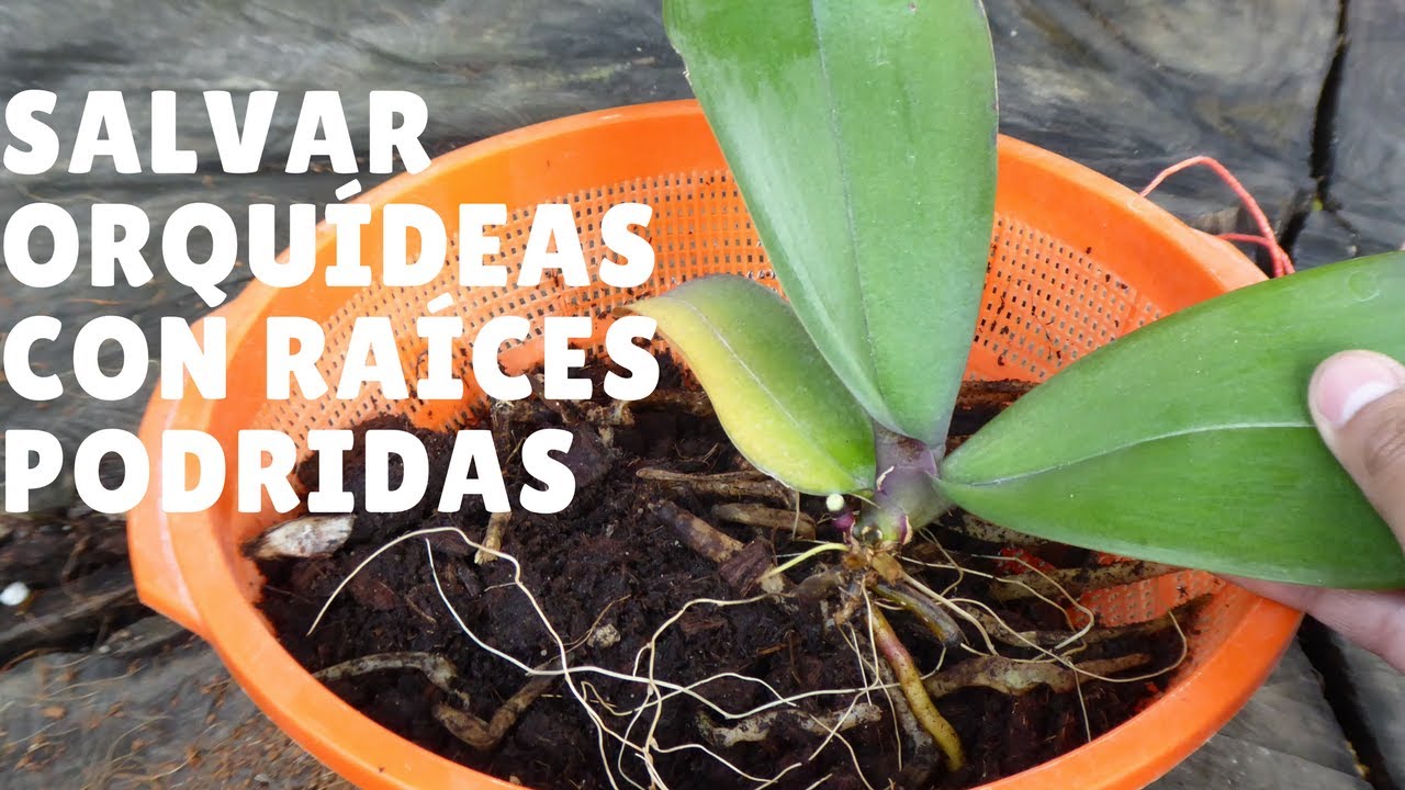 Salvar Orquídeas con raíces podridas #1: Salvar la Orquídea || Orquiplanet