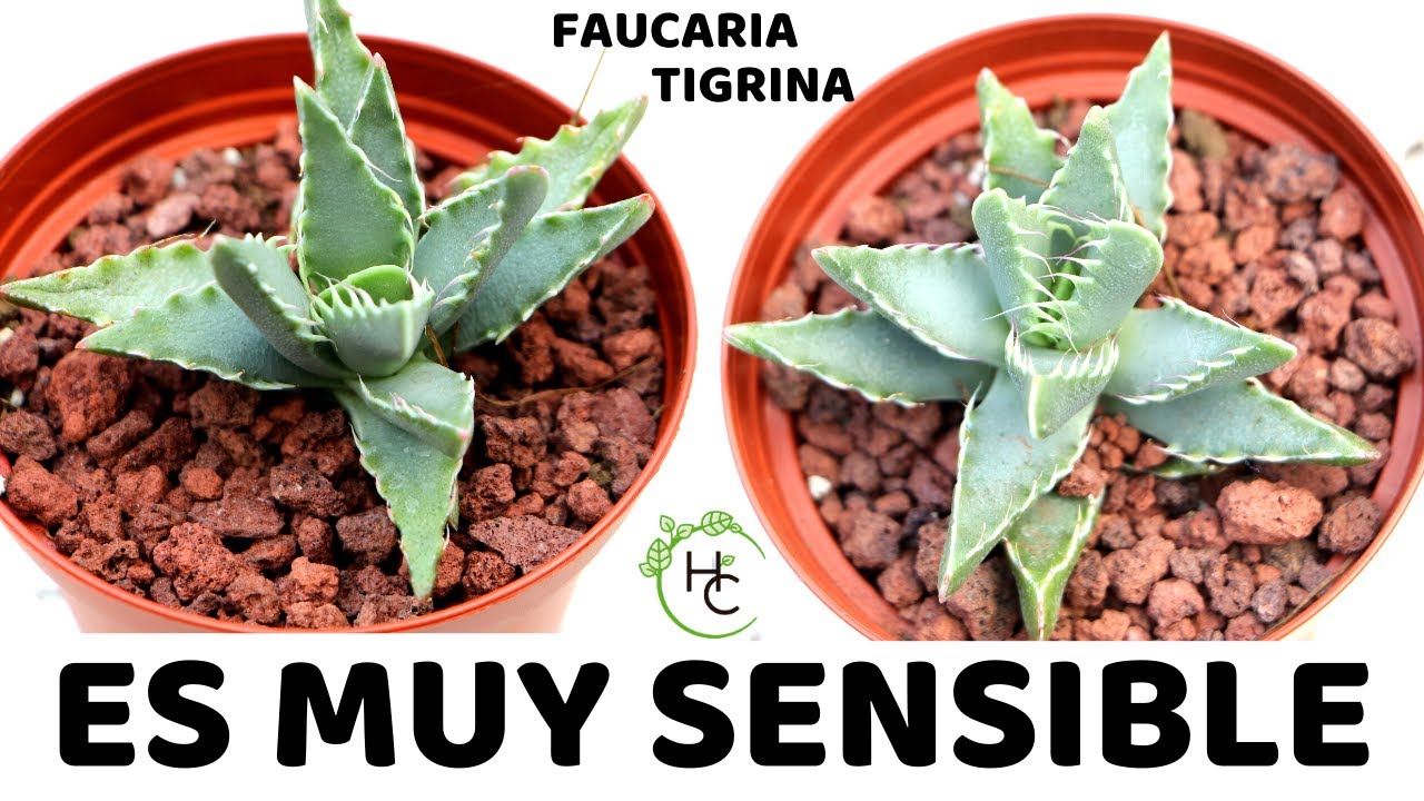 SUCULENTA EXTREMADAMENTE SENSIBLE || FAUCARIA TIGRINA