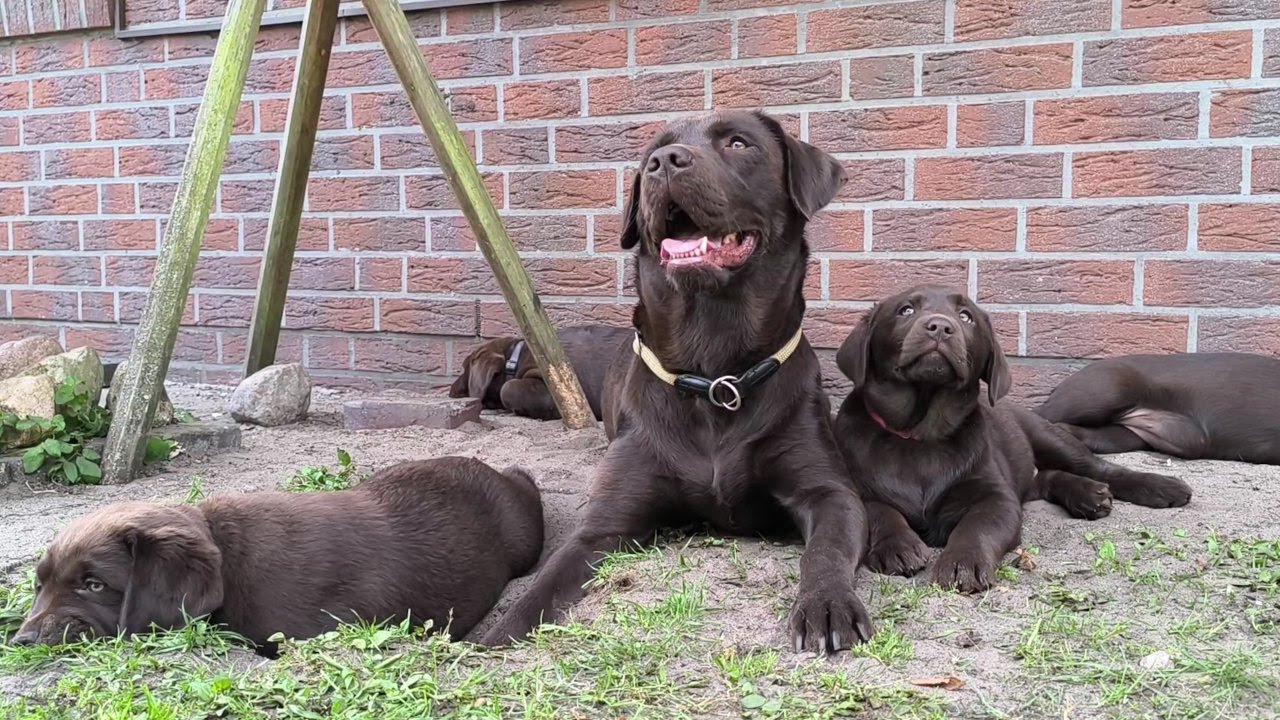 Labrador-Welpen toben mit Mama 🐾