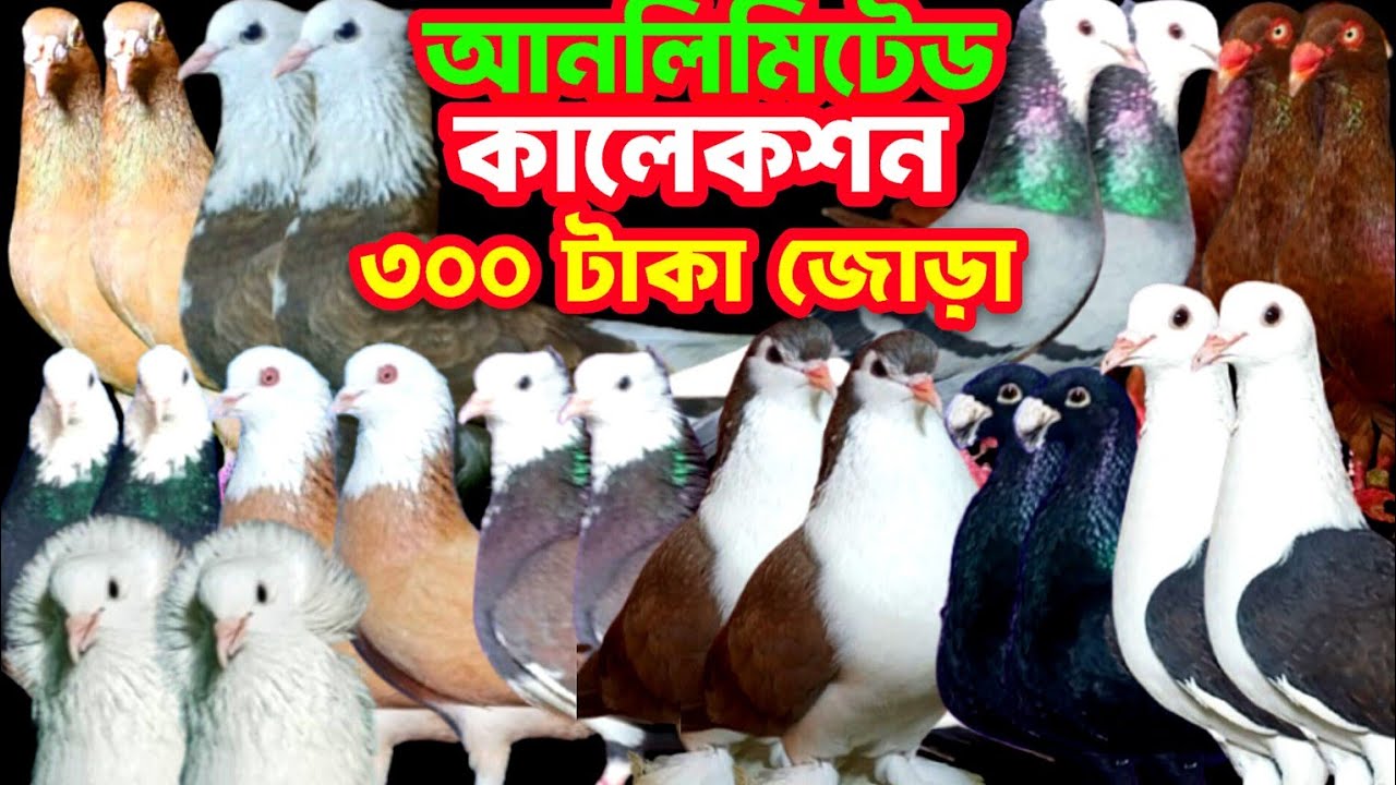 ৩০০ টাকা জোড়া বিশাল খামার থেকে বিভিন্ন অফারে কোয়ালিটি সম্পন্ন কবুতর কিনুন সীমিত দামে #কবুতর