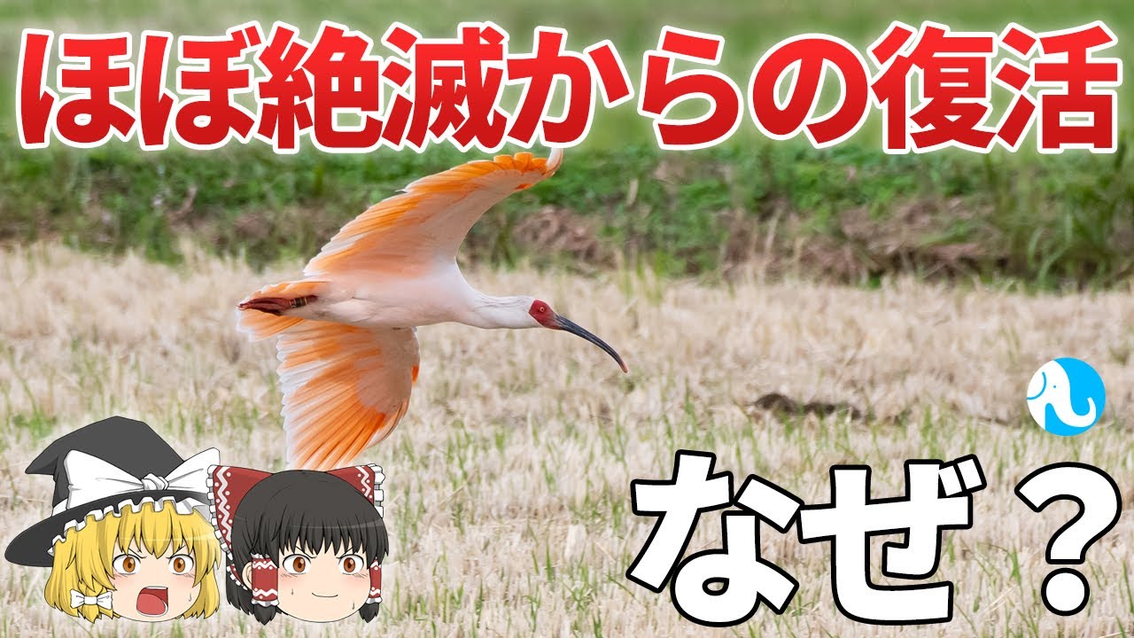 ほぼ絶滅したトキがなぜ7羽から復活できたのか！？