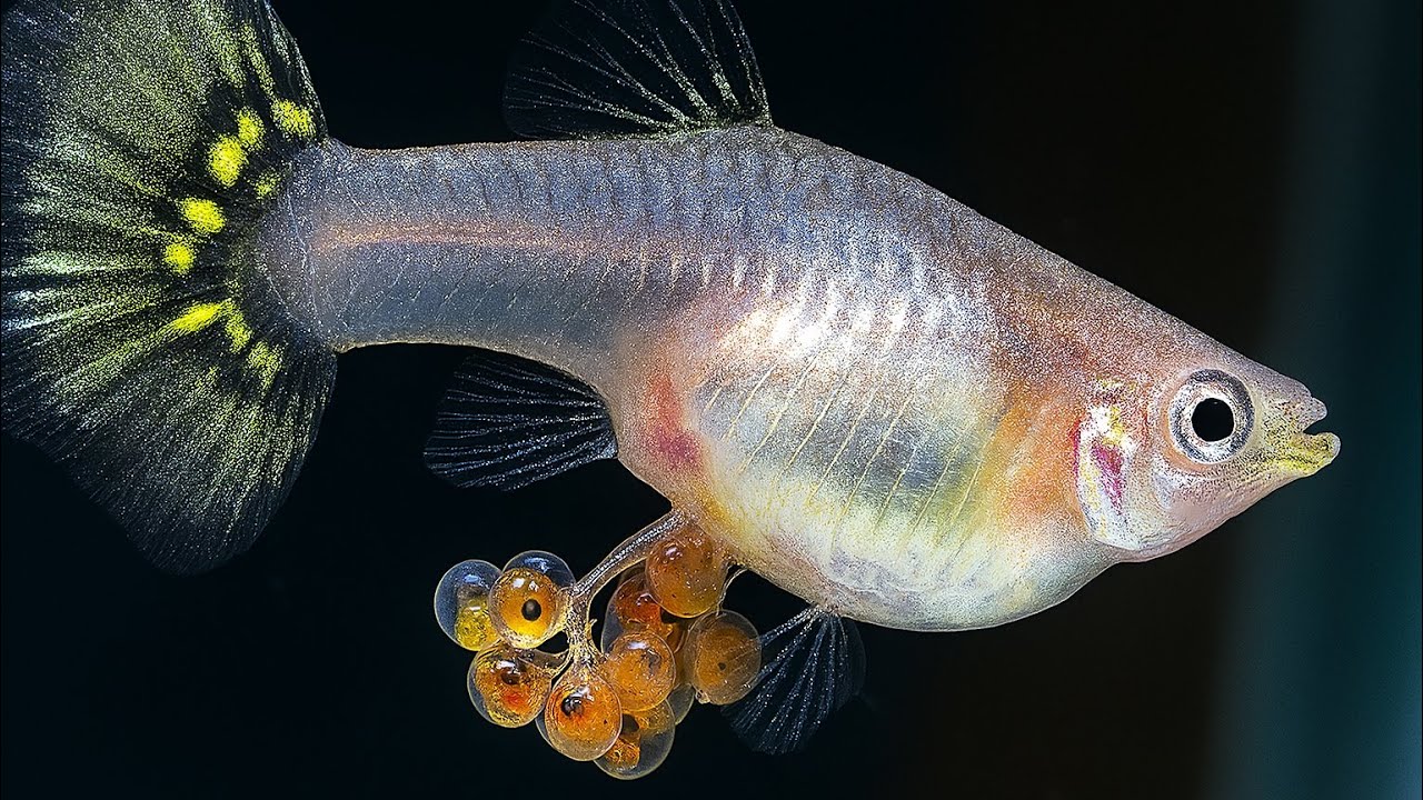 Pez Guppy ¡Pariendo! 🫧🐠