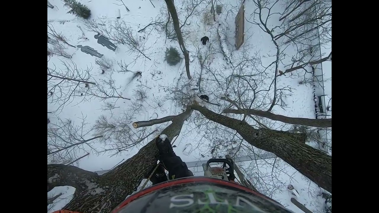 Arborist removes 90ft tree!#work #chainsawman #stihl #climbing #chainsaw #gopro #treeremoval #job
