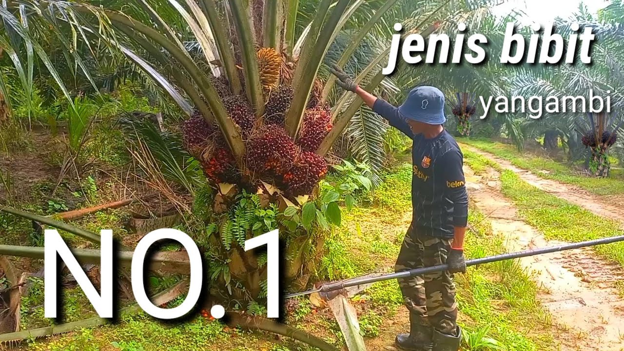 ini tempat paling senang carik duit cara panen sawit paling mudah kebun sawit unggul yangambi