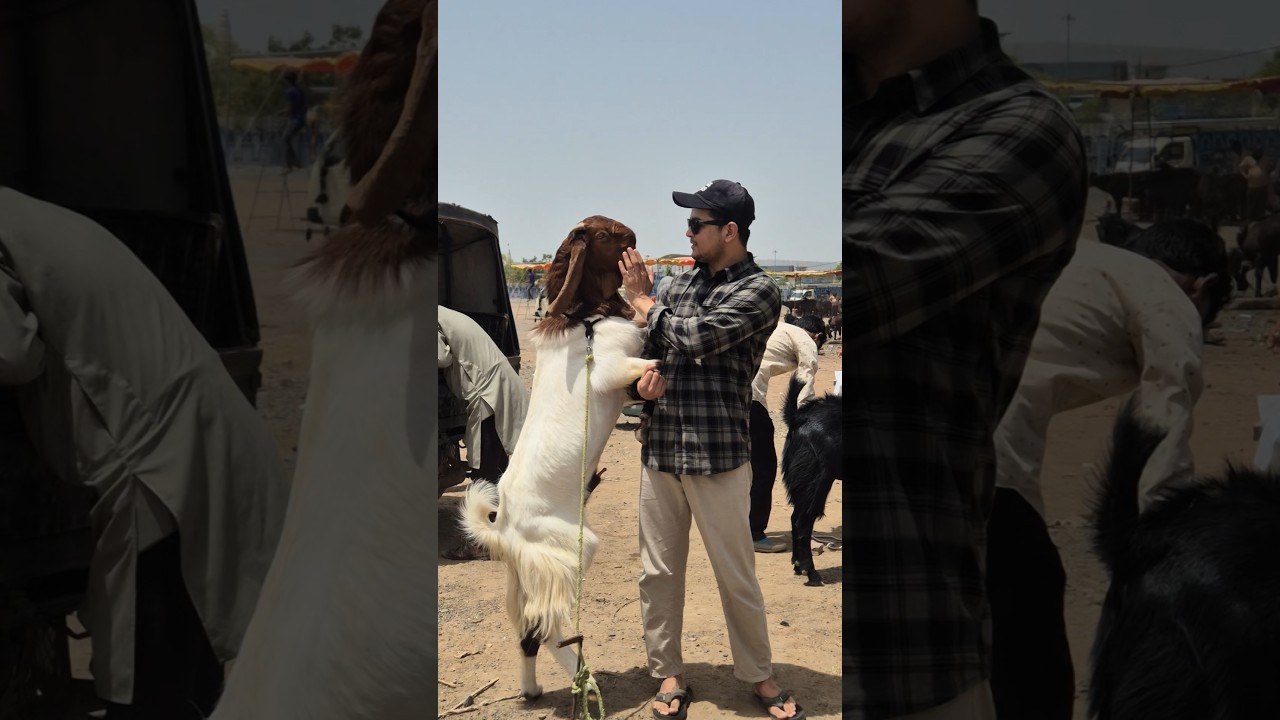 BalBala Bakra 😍 Eid ul Adha 2025🐐 #goat #bakra #shorts #bakraeid