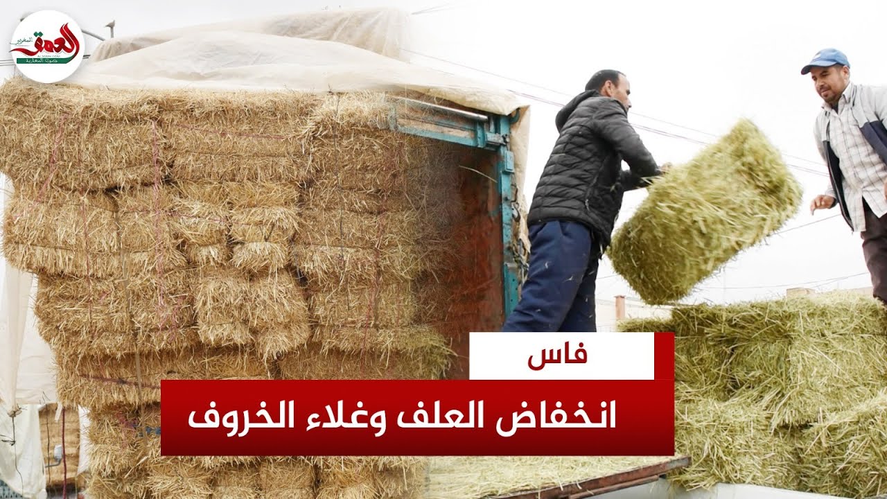 قد يصل ثمنه إلى 6000 درهم .. فلاحون نواحي فاس يقرون بانخفاض ثمن العلف وغلاء الخروف قبل العيد