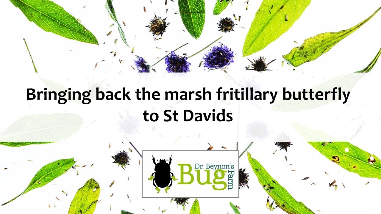 The Bug Farm | Marsh Fritillary Butterfly | Re-introduction project