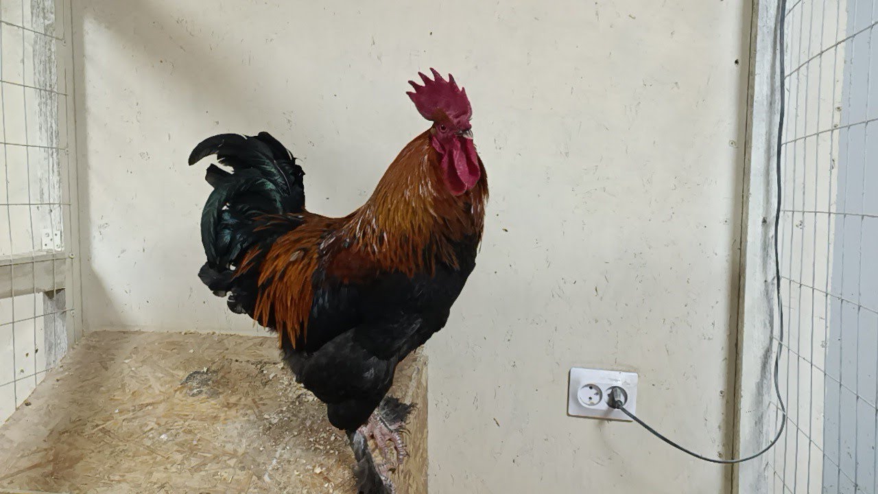 Всё, Петровича больше НЕТ!😔🐓